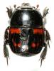 Hister quadrimaculatus